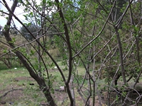ova Gussonea-Euonymus europaeus 20110529 179
